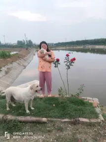 荆州宠物狗·五一出生的拉不拉多幼犬