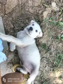 荆州宠物狗·五一出生的拉不拉多幼犬