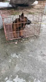 荆州宠物狗·马犬出售