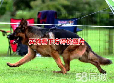 威猛猛犬·德国牧羊犬 德牧 牧羊犬 东德西德牧羊犬 赛系锤系