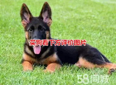 威猛猛犬·德国牧羊犬 德牧 牧羊犬 东德西德牧羊犬 赛系锤系