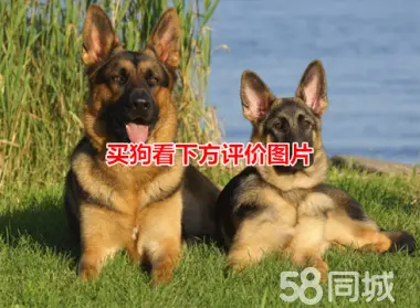 威猛猛犬·德国牧羊犬 德牧 牧羊犬 东德西德牧羊犬 赛系锤系