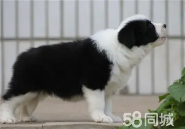 家有萌宠·边牧个人出搜边牧幼犬领养转让出售纯种宠物狗中型犬狗