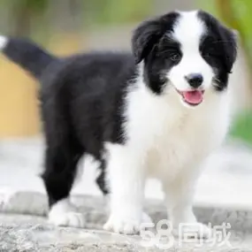 家有萌宠·边牧个人出搜边牧幼犬领养转让出售纯种宠物狗中型犬狗