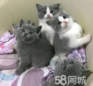 荆州宠物猫·英短银渐层蓝白 无病癣 送猫砂 健康无癣~售后无