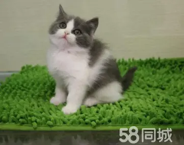 荆州宠物猫·英短银渐层蓝白 无病癣 送猫砂 健康无癣~售后无