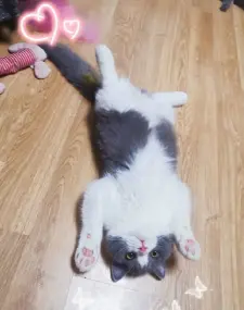 小爱猫咪·家养英短蓝白 蓝猫一窝 大胖子 包健康 可送上门