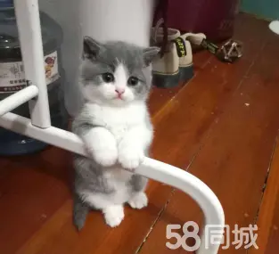 小爱猫咪·家养英短蓝白 蓝猫一窝 大胖子 包健康 可送上门