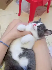 小爱猫咪·家养英短蓝白 蓝猫一窝 大胖子 包健康 可送上门