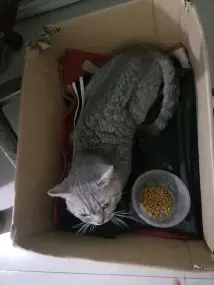 我家自己养的宠物猫没有时间养了看有没有人愿意养不要钱