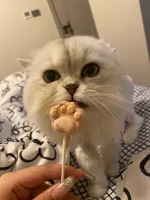 本人因家中现在不方便养猫 纯种长毛银渐层 性格温顺