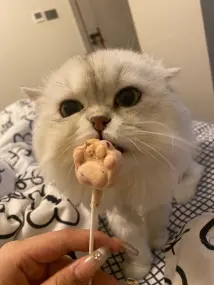 本人因家中现在不方便养猫 纯种长毛银渐层 性格温顺