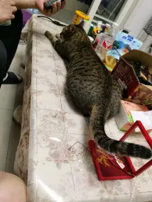 荆州宠物赠送/领养·可盐可甜狸花猫