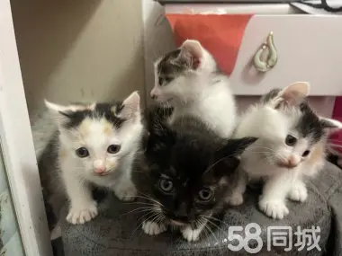 荆州宠物赠送/领养·家养小猫寻找主人