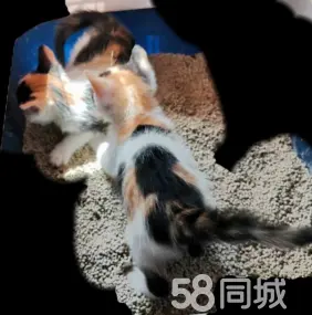 荆州宠物赠送/领养·猫猫领养