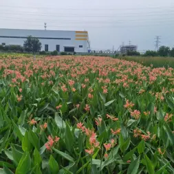 东湖生态旅游风景区绿璟园艺商行·水生植物美人蕉马蔺鸢尾香蒲花