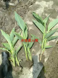 东湖生态旅游风景区绿璟园艺商行·水生植物美人蕉马蔺鸢尾香蒲花