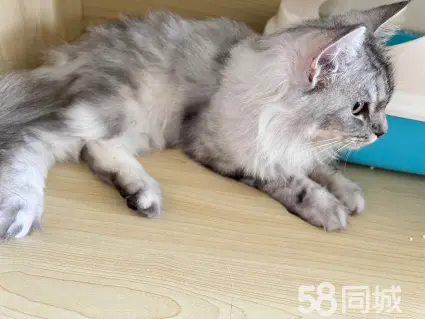 荆州领养宠物猫