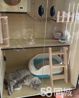 荆州领养宠物猫