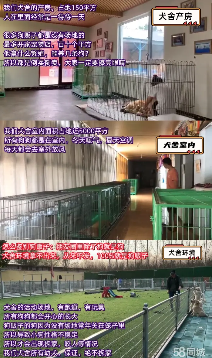 六百一只丨专业犬舍直销·600一只丨品种齐全丨犬舍繁育丨包健