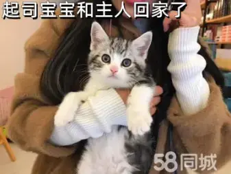 武汉本地出售各类宠物猫600起 包健康 可送猫到家 满意再付