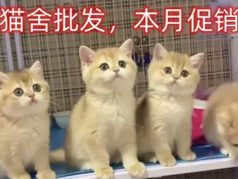 武汉本地出售各类宠物猫600起 包健康 可送猫到家 满意再付